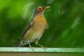 Spectacled Thrush