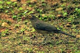 Spectacled Thrush