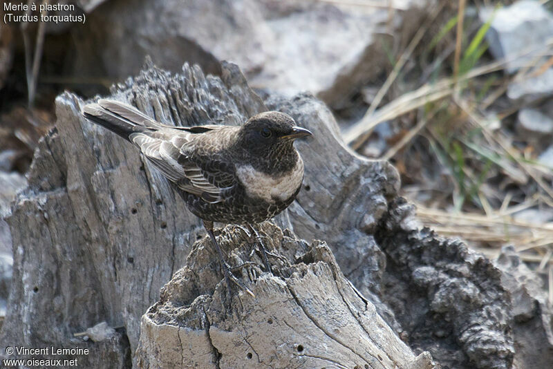 Ring Ouzel, identification, close-up portrait