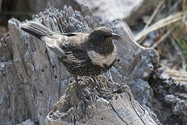 Ring Ouzel