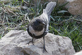 Ring Ouzel