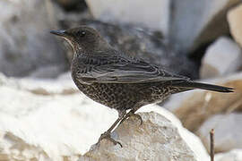 Ring Ouzel