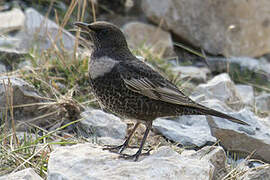 Ring Ouzel