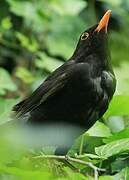 Common Blackbird