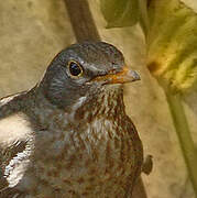 Common Blackbird