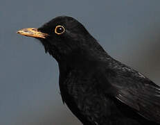 Common Blackbird