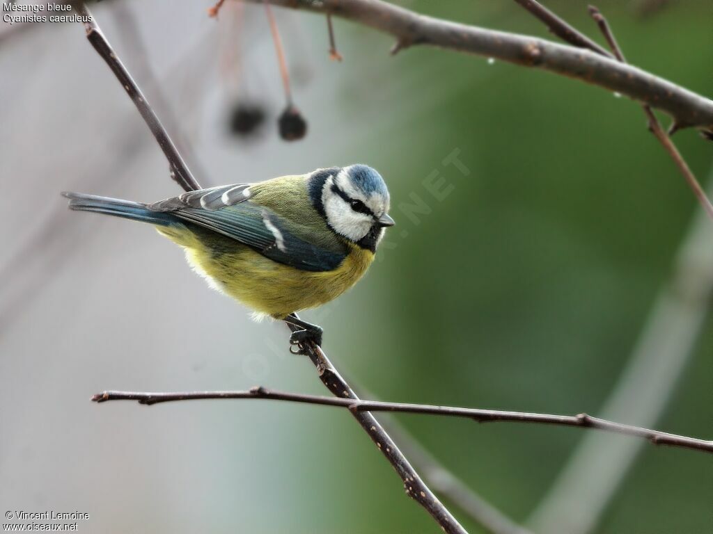 Mésange bleue