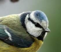 Eurasian Blue Tit