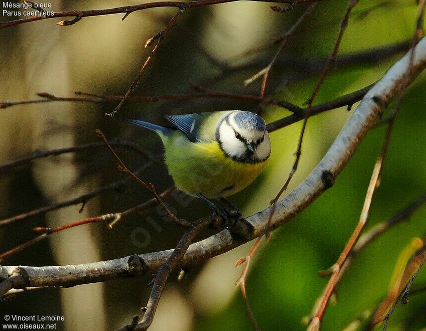 Eurasian Blue Tit