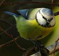 Eurasian Blue Tit