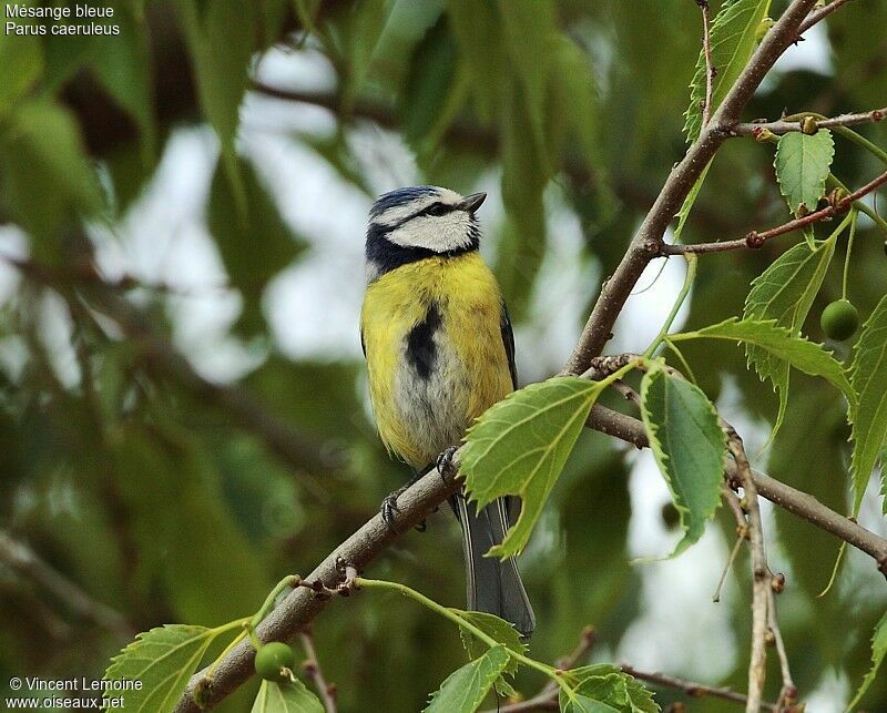 Mésange bleue