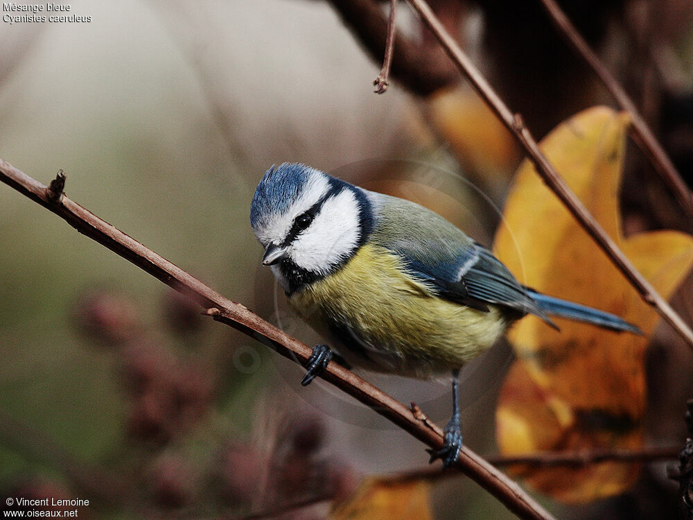 Eurasian Blue Tit