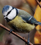 Eurasian Blue Tit