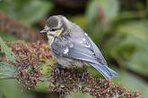 Mésange bleue