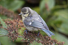 Mésange bleue