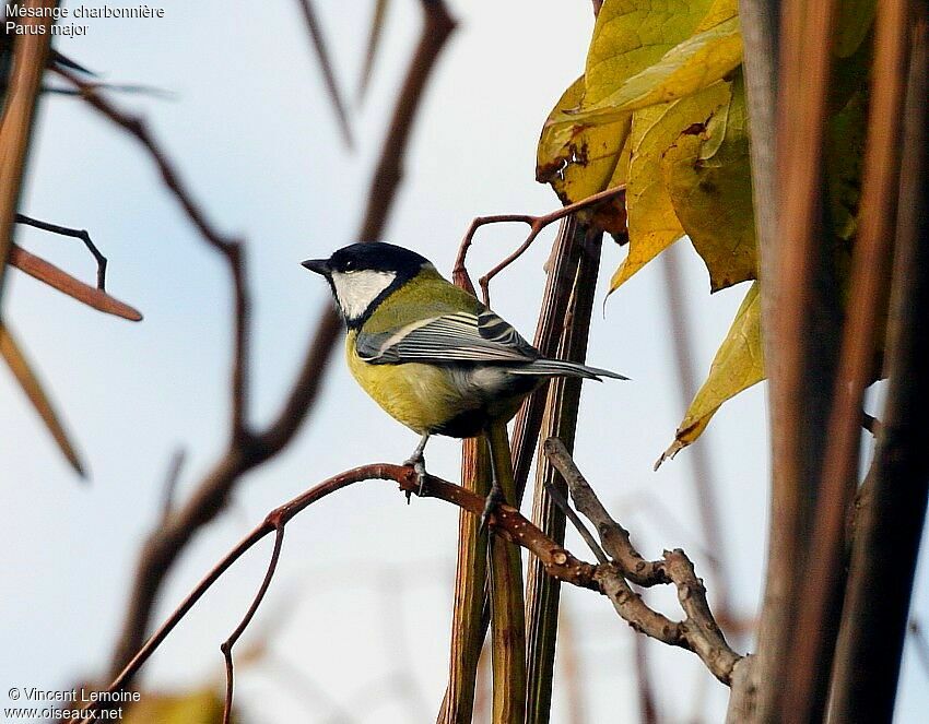 Mésange charbonnière