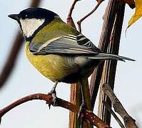 Great Tit