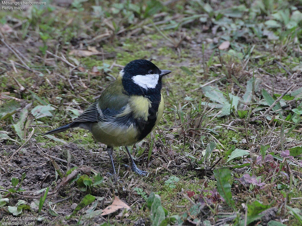 Mésange charbonnière