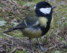 Great Tit