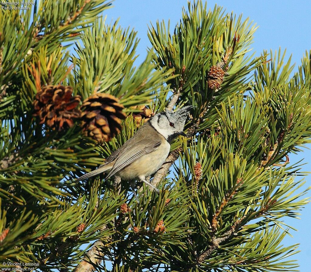 Mésange huppée