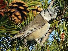 European Crested Tit