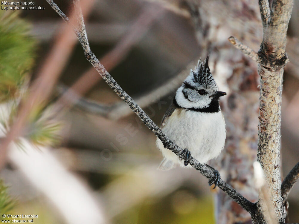 Mésange huppée