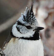 European Crested Tit