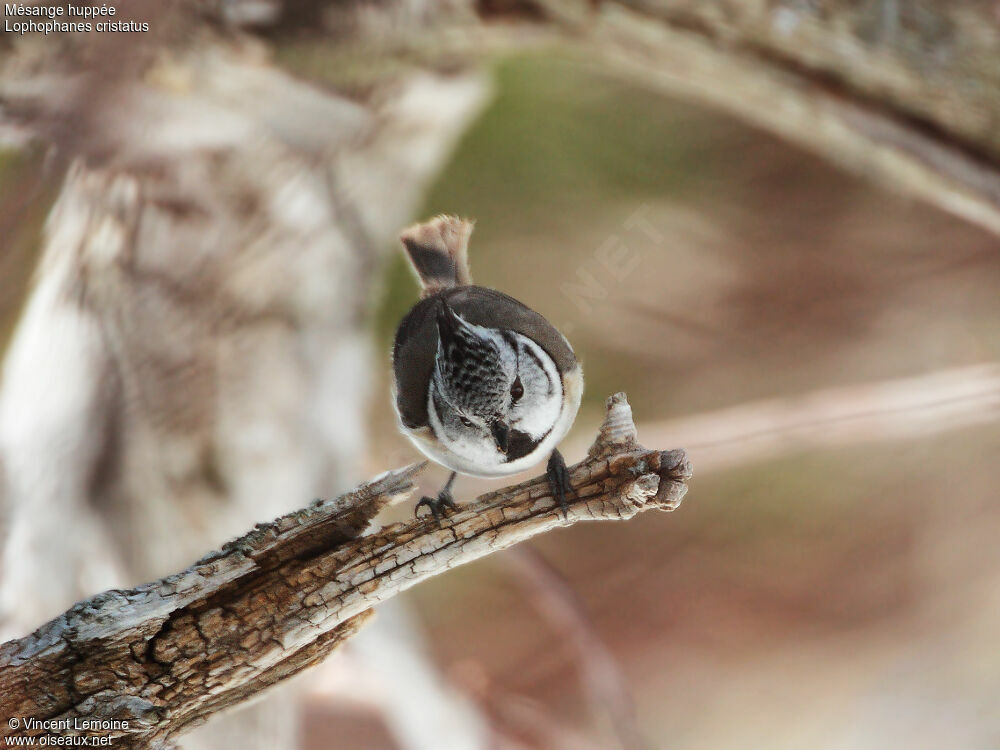 Crested Tit