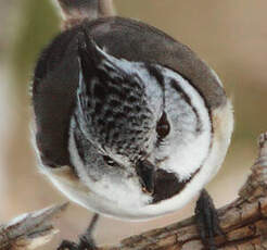 Mésange huppée