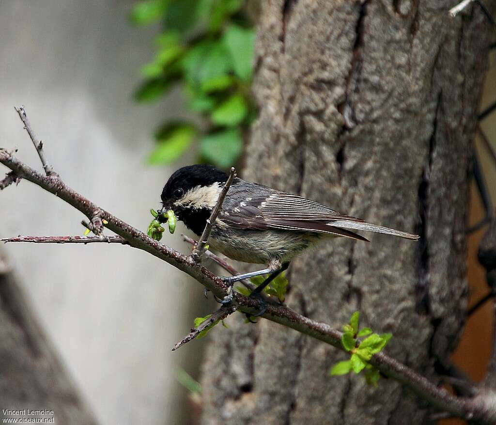 Coal Titadult, feeding habits