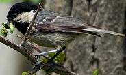 Mésange noire