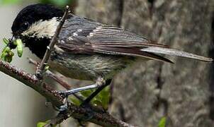 Coal Tit