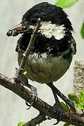 Coal Tit