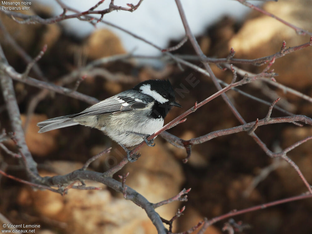 Mésange noire