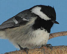 Coal Tit