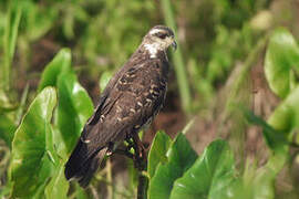 Snail Kite