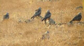 Red Kite