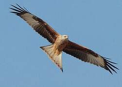 Red Kite