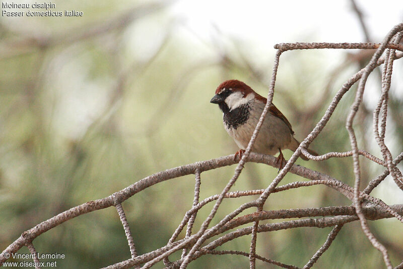 Italian Sparrow male adult breeding