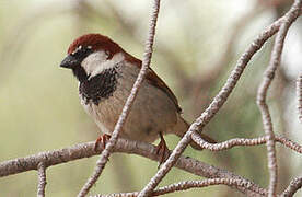 Italian Sparrow