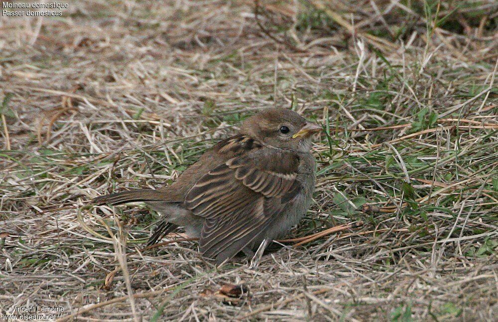 House Sparrowjuvenile