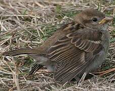 Moineau domestique