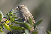 Moineau domestique