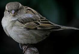 House Sparrow