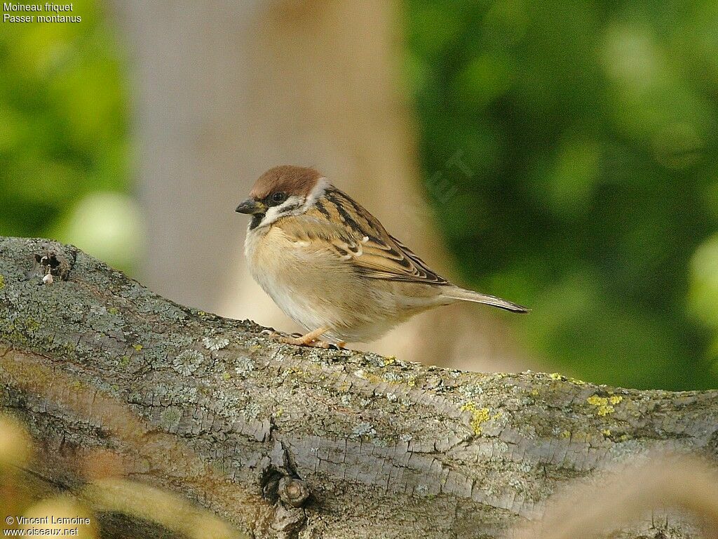 Moineau friquet