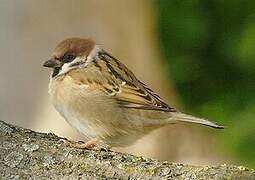 Eurasian Tree Sparrow