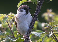 Eurasian Tree Sparrow