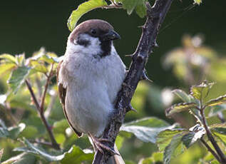 Moineau friquet
