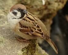 Eurasian Tree Sparrow