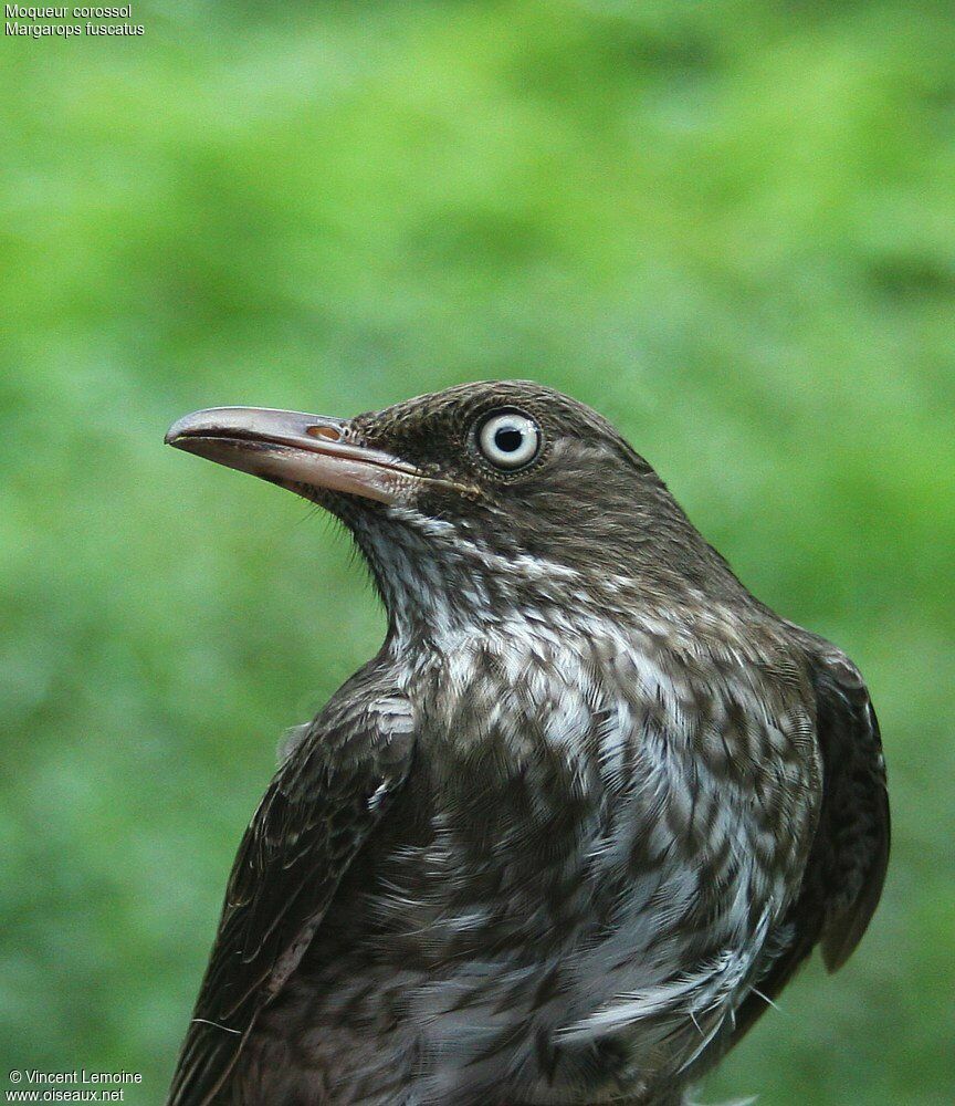 Moqueur corossoladulte